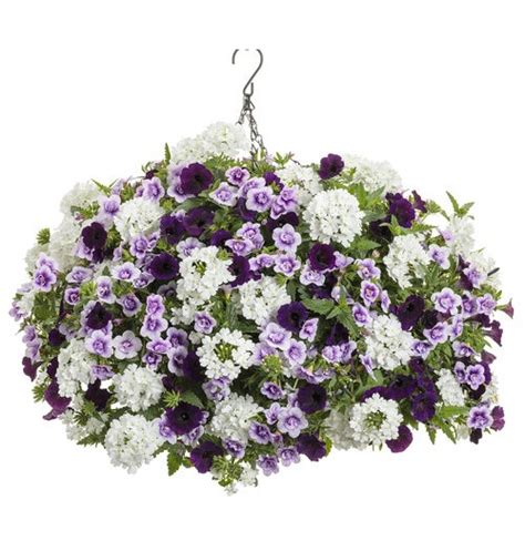 How To Grow Verbena In Pots Hanging Baskets Ultimate Guide Proven