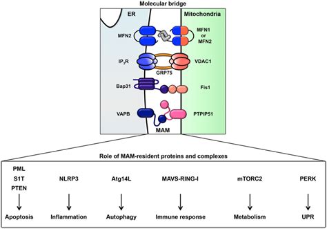 Roles Of Signaling Pathways From The Er And Mam In Cancer Cancer Cells