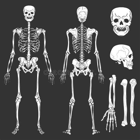 O Vetor De Esqueleto Dos Ossos E Das Junções Do Corpo Humano Isolou