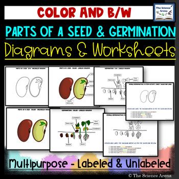 Parts Of A Seed Diagrams Germination Images Labeled Unlabeled Nbkomputer