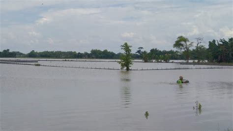 Sungai Bengawan Solo Meluap Kecamatan Di Tuban Terendam Banjir