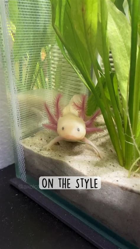 Axolotl breeding how do axolotls reproduce 2023 – Artofit