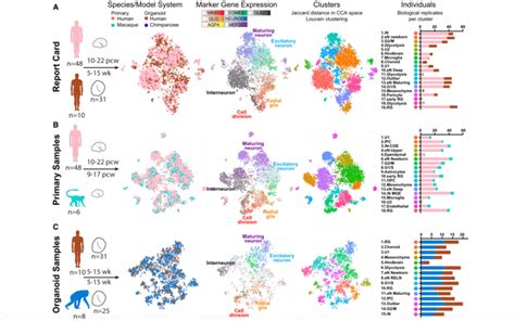 Establishing Cerebral Organoids as Models of Human-Specific Brain ...