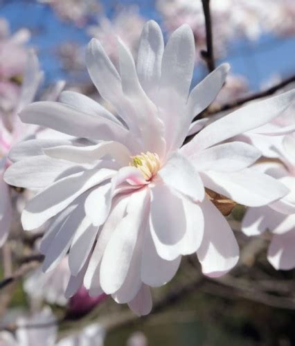 Magnolia Gwia Dzista Waterlily W Donicy Drzewka Faworytka Pl