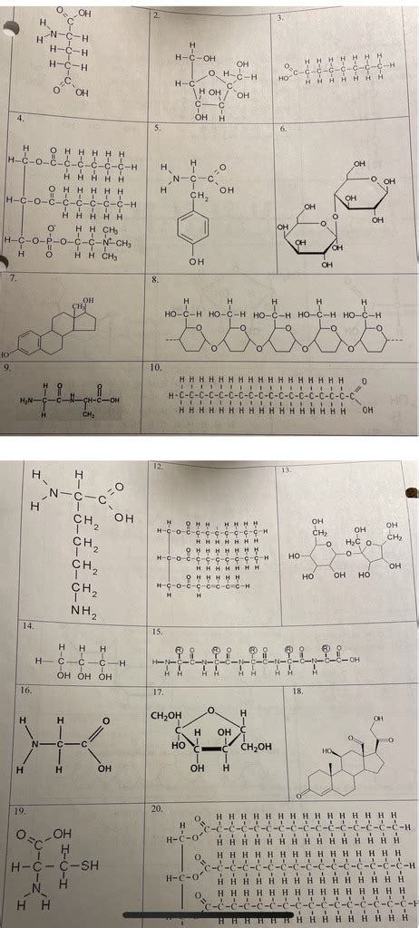 Organic Molecules Diagram Quizlet