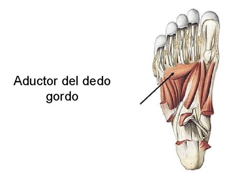 Msculos De Miembro Inferior Msculos De La Pelvis