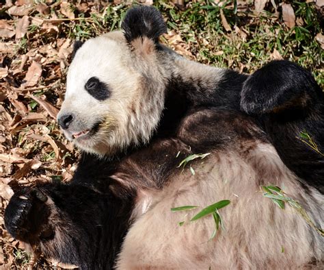 Giant Panda Bear At National Zoo Washington Dc A Photo On Flickriver