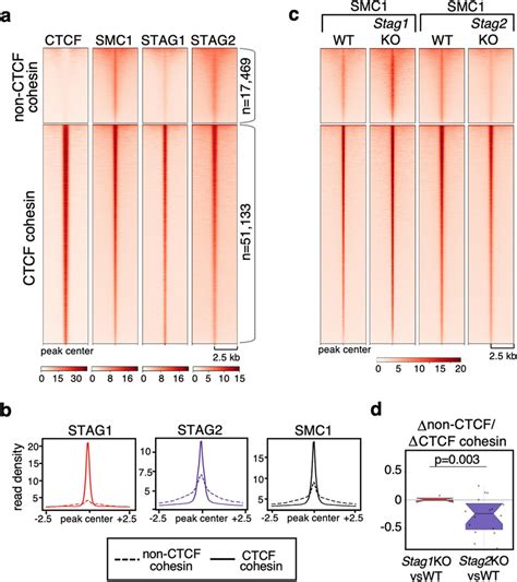 Stag Is The Preferred Variant At Non Ctcf Cohesin Positions In Mefs A