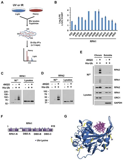 Rpa Is Ubiquitinated On Chromatin In Response To Uv Radiation A Download Scientific Diagram