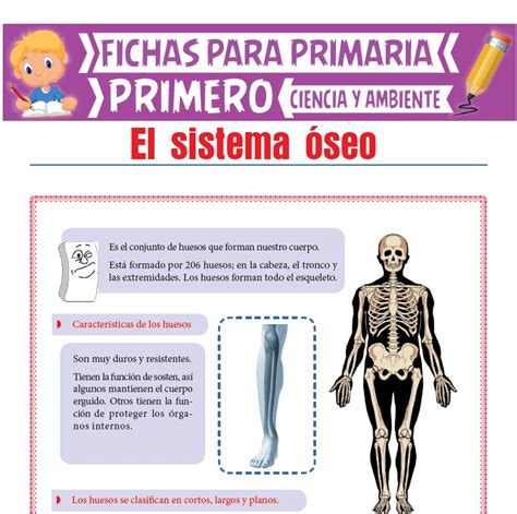 Ficha De El Sistema Seo Para Primero De Primaria En Sistema