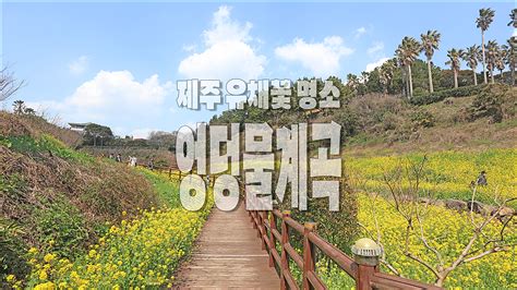 제주 유채꽃 명소 엉덩물계곡 네이버 Tv