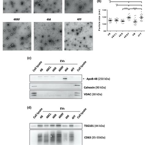 Tem And Western Blot Analysis Of Evs Isolated By Sec With Different