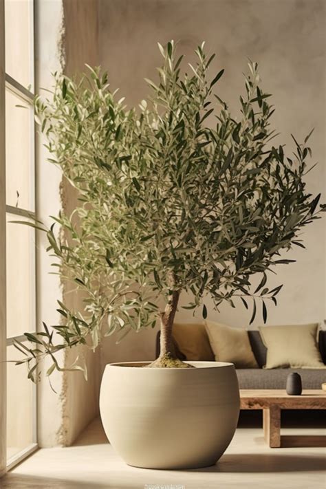 Indoor Oasis Elegant Olive Tree In Modern Room In Indoor Olive