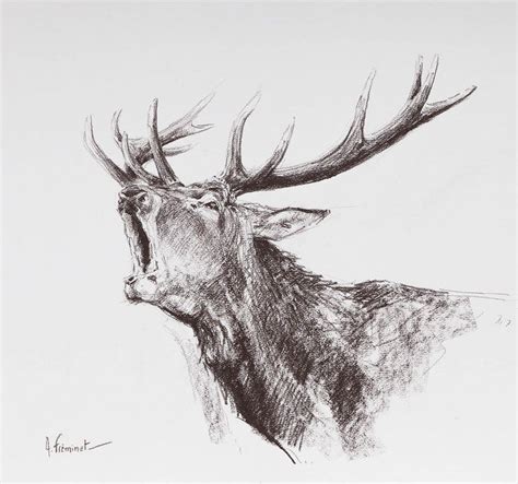 Etude De Cerf Au Brame Dessin Chasse Cerf Dessin Croquis Animaux