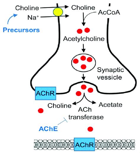 Acetylcholine Diffusing Across The Synaptic Cleft Download