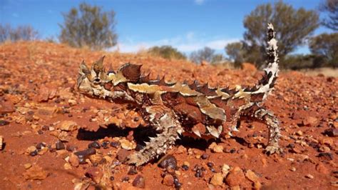 Wildly Successful The Thorny Devil Greenwich Sentinel