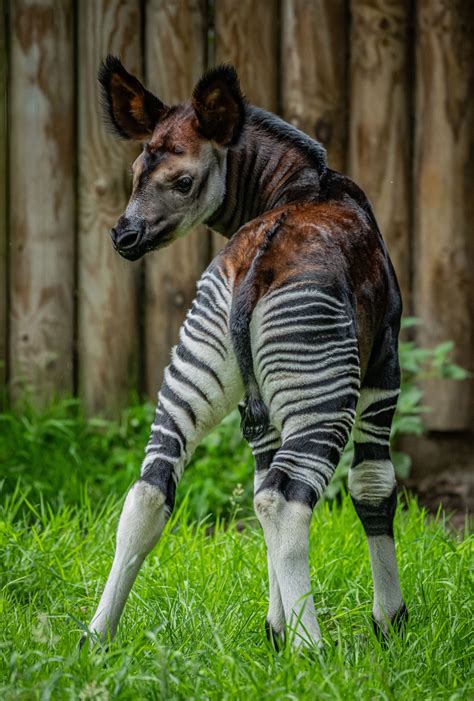 A Rare Highly Endangered Giraffe Zebra Hybrid Has Been Born At