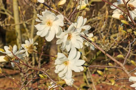 White Magnolia Stock Photo Image Of Nature Blossom 244280858