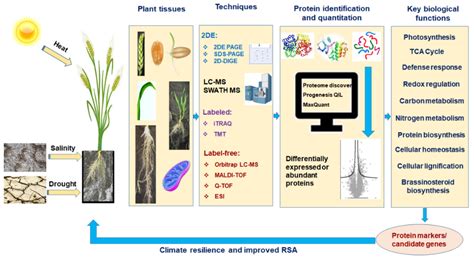 Proteomes Free Full Text Wheat Proteomics For Abiotic Stress