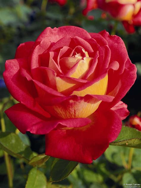 Buy Rebecca ® Hybrid Tea Agel Rosen