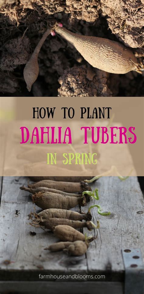 Two Pictures Of Dahlia Tubers One Of The Tubers Laid Out On A Wooden