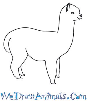 How to Draw an Alpaca