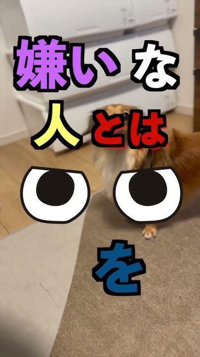 犬が家族の中で一番嫌いな人にしか見せない行動4選 Shorts Youtube