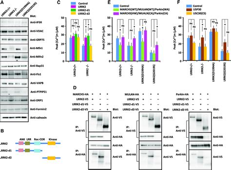 Physical And Functional Interactions Between Lrrk2 And E3 Ubiquitin Download Scientific Diagram