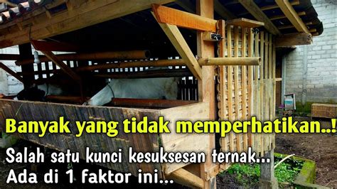 Kunci Kesuksesan Peternak Kambing Pemula Kebersihan Kandang Penting