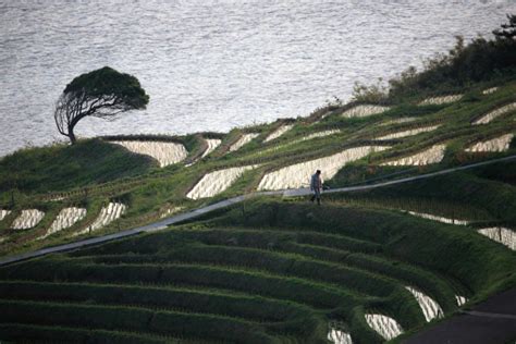 Strolling The Rice Terraces Vol Shiroyone Senmaida Wajima City