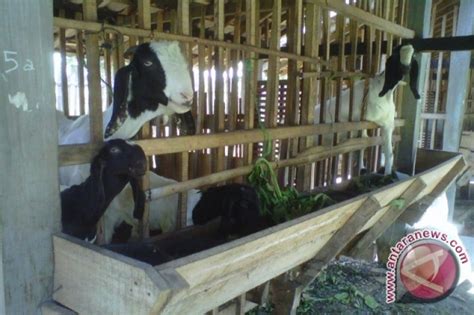 Populasi Kambing Etawa Kulon Progo 250 Ekor Antara News Yogyakarta