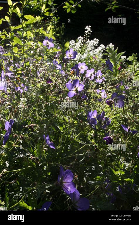 Summer Garden With Geranium Johnsons Blue And White Flowers In