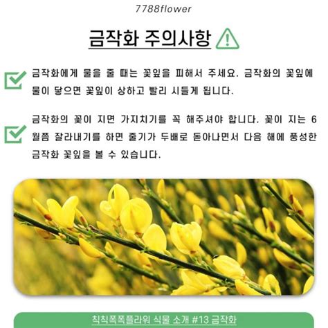 산야초 금작화 꽃말 키우기 주의사항 5가지