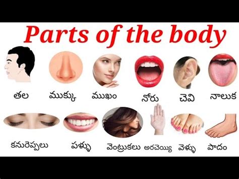 Parts Of The Body English To Telugu Parts Of The Body Names Of The Body