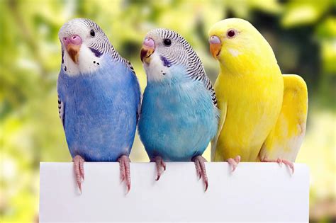 Male vs Female Budgies as Pets - Planet Pet