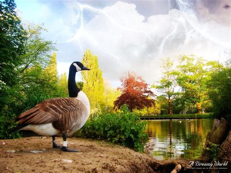 Canadian Goose Geese High Quality Hd Wallpaper Pxfuel