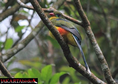 Mengenal Burung Luntur Jawa Burung Gue