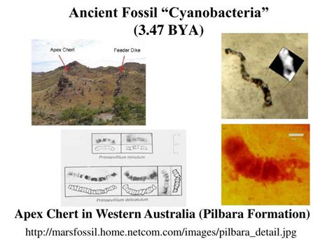 PPT - Fossil Stromatolites (3.5 BYA) PowerPoint Presentation - ID:3624538