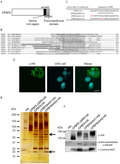 The Serine Rich Region Of CPBF8 Is Involved In The Binding With B