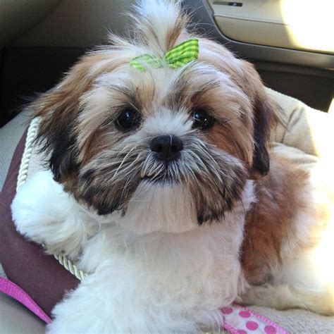 10 best Shorkie grooming styles images on Pinterest | Puppys, Cubs and Pets