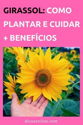 Aprenda A Plantar E Cultivar O Girassol Em Casa Plantando Sementes De