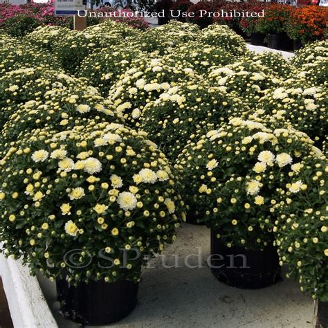 Plantfiles Pictures Chrysanthemum Garden Mum Florists Mum Gigi