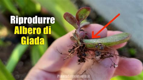 Come Riprodurre Un Albero Di Giada Con Una Foglia Metodi Infallibili