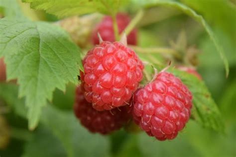 Fotos Gratis Naturaleza Frambuesa Fruta Baya Dulce Flor Verano