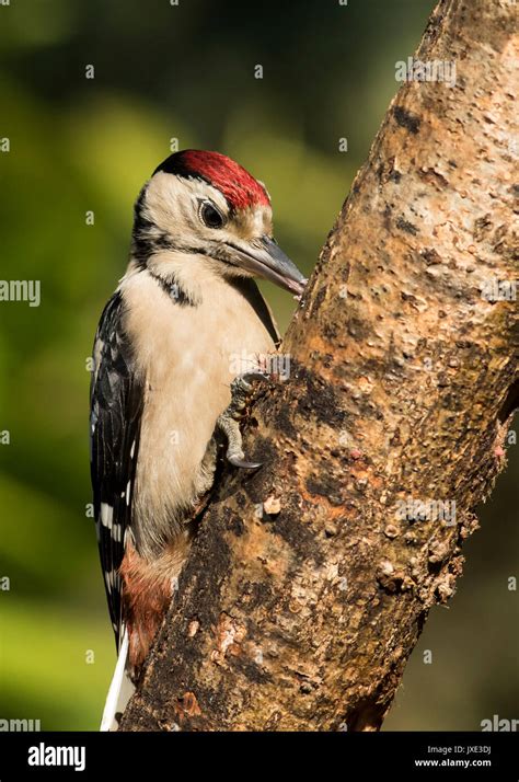 Juvenile Great Spotted Woodpecker Stock Photo Alamy