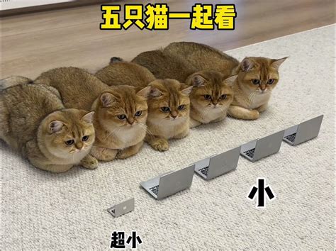 你见过五只猫一起看电视吗？ 牛奶是只猫 牛奶是只猫 哔哩哔哩视频