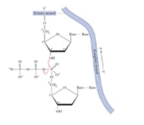 DNA Flashcards | Quizlet 