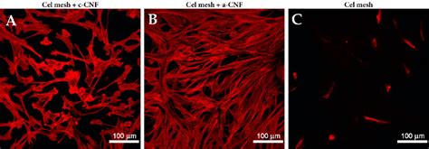 Morphology Of Human Dermal Fibroblasts On Day 4 After Seeding On A