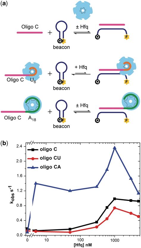 A Rich Hfq Binding Site Stimulates Rna Annealing A Toy Rnas For