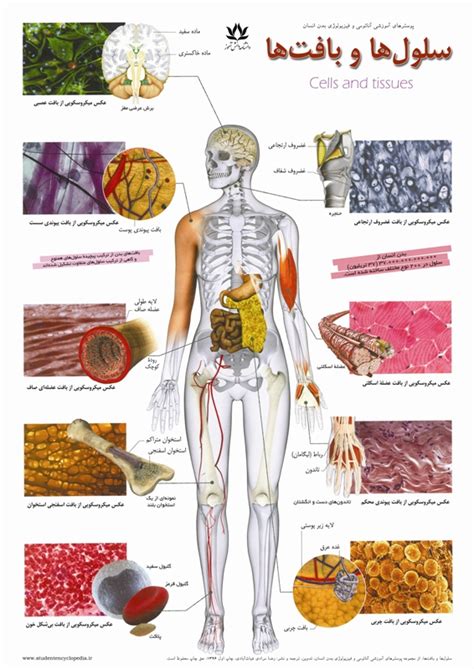 پوستر آموزشی سلول ها و بافت های بدن انسان پوسترهای آموزشی دانشنامه
